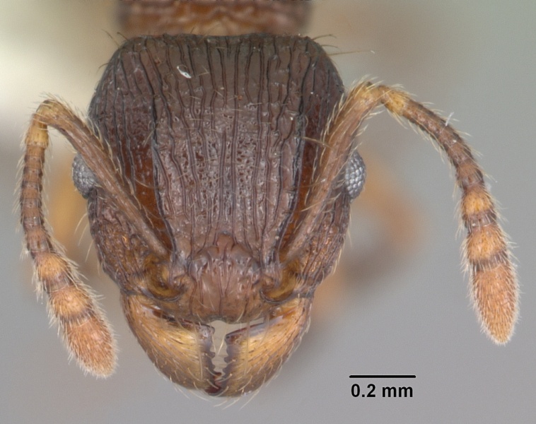 File:Tetramorium steinheili casent0102394 head 1.jpg