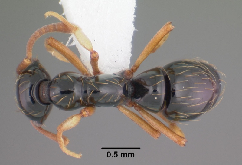 File:Thaumatomyrmex atrox casent0010852 dorsal 1.jpg