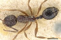 Aphaenogaster azteca casent0904168 d 1 high.jpg