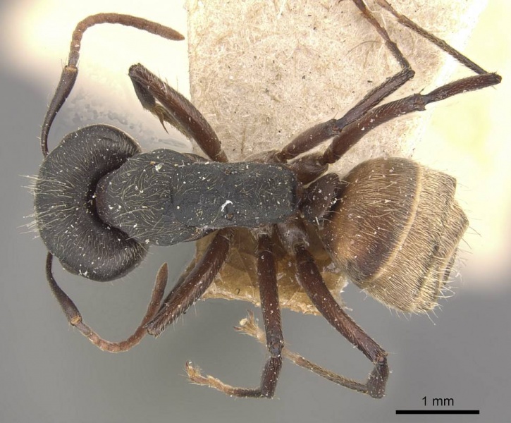 File:Camponotus capperi casent0910652 d 1 high.jpg