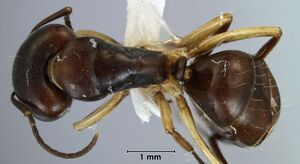 Camponotus christmasensis paratype ANIC32-053465 top.jpg