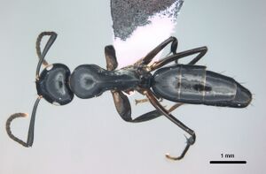 Camponotus levuanus casent0180271 d 1 high.jpg