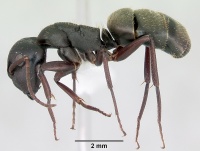 Camponotus planus casent0173218 profile 1.jpg