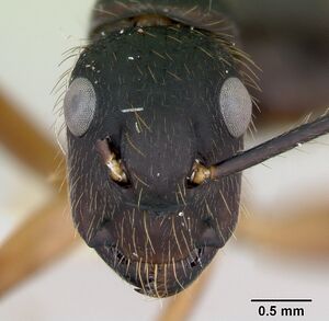 Camponotus renggeri casent0173441 head 1.jpg