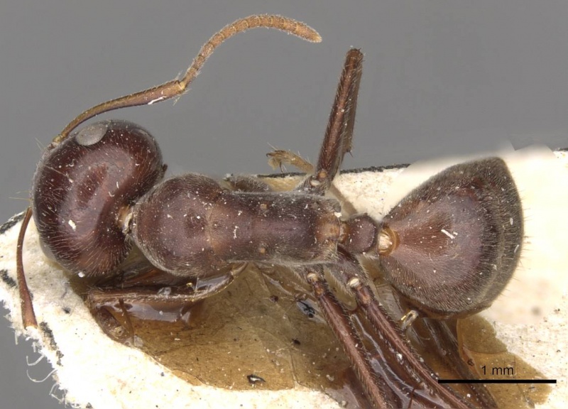 File:Camponotus severini casent0910611 d 1 high.jpg