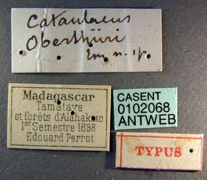 Cataulacus oberthueri casent0102068 label 1.jpg