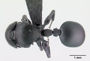 Cataulacus wasmanni casent0498558 dorsal 1.jpg