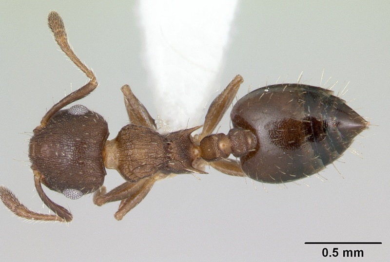 File:Crematogaster cisplatinalis casent0173940 dorsal 1.jpg