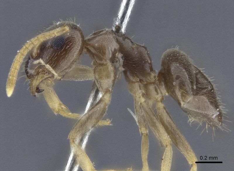 File:Lasius austriacus casent0916646 p 1 high.jpg