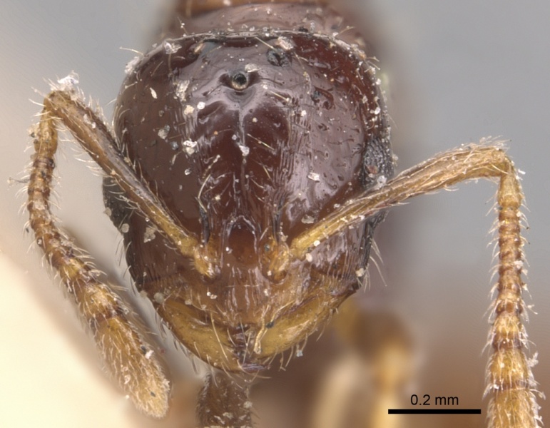 File:Monomorium rhopalocerum casent0904591 h 1 high.jpg