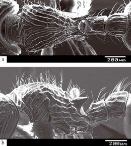 Myrmecina nigra F35ab.jpg