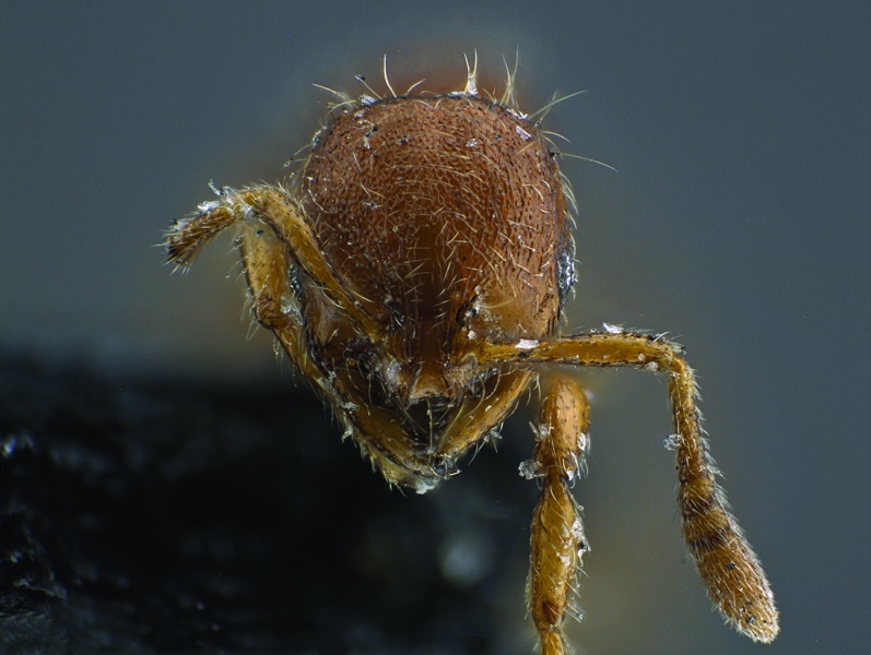 File:Oxyepoecus bidentatus 01.jpg