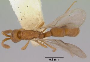 Probolomyrmex greavesi casent0172117 dorsal 1.jpg