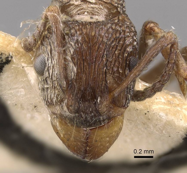 File:Rhytidoponera inornata casent0907158 h 1 high.jpg