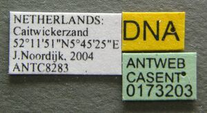 Tetramorium caespitum casent0173203 label 1.jpg