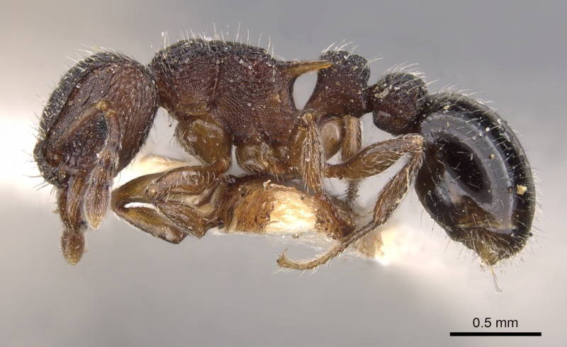 File:Tetramorium calinum casent0901164 p 1 high.jpg