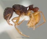 Tetramorium spininode castype12542 profile 1.jpg