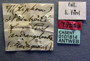 Tetramorium steinheili casent0101814 label 1.jpg