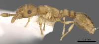 Tetramorium wadje casent0901212 p 1 high.jpg