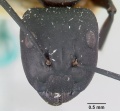 Camponotus ethicus casent0101389 head 1.jpg