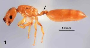 Crematogaster-cylindriceps-hal.jpg