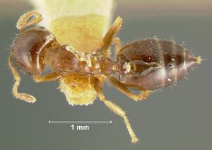 Crematogaster-simoniD4.jpg