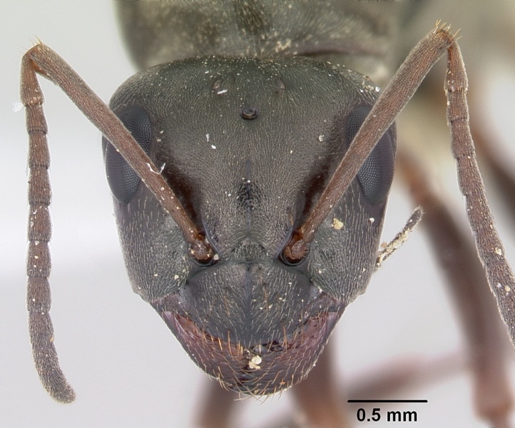 File:Formica glacialis casent0104852 head 1.jpg