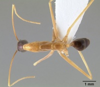 Leptomyrmex nigriceps casent0127341 d 1 high.jpg