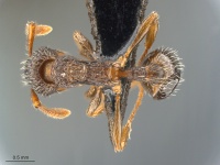 Myrmica-punctiventris-MCZ001D.jpg