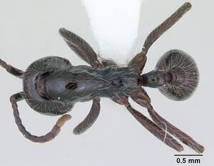 Neivamyrmex pilosus casent0173530 dorsal 1.jpg