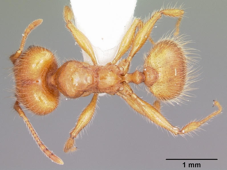 File:Pheidole porcula casent0104784 dorsal 1.jpg