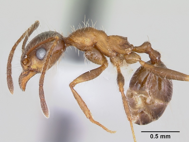 File:Pheidole sitiens casent0103406 profile 1.jpg