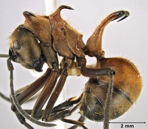 Polyrhachis bihamata side.jpg