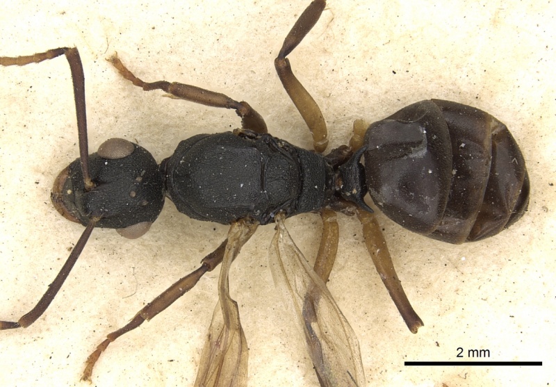 File:Polyrhachis flavicornis casent0901877 d 1 high.jpg