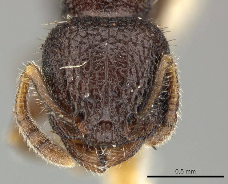 File:Romblonella liogaster casent0249110 h 1 high.jpg