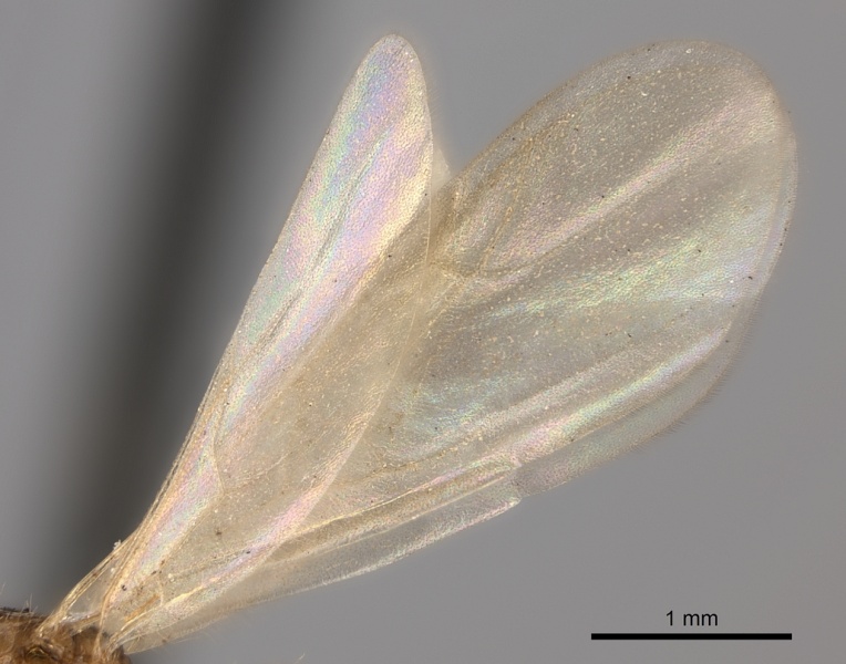 File:Tetramorium notiale casent0235000 p 2 high.jpg