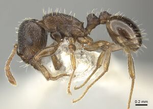 Tetramorium sulcinode casent0906713 p 1 high.jpg