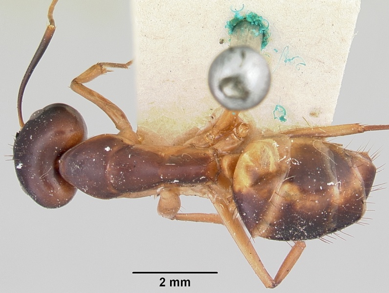 File:Camponotus maculatus casent0101352 dorsal 1.jpg