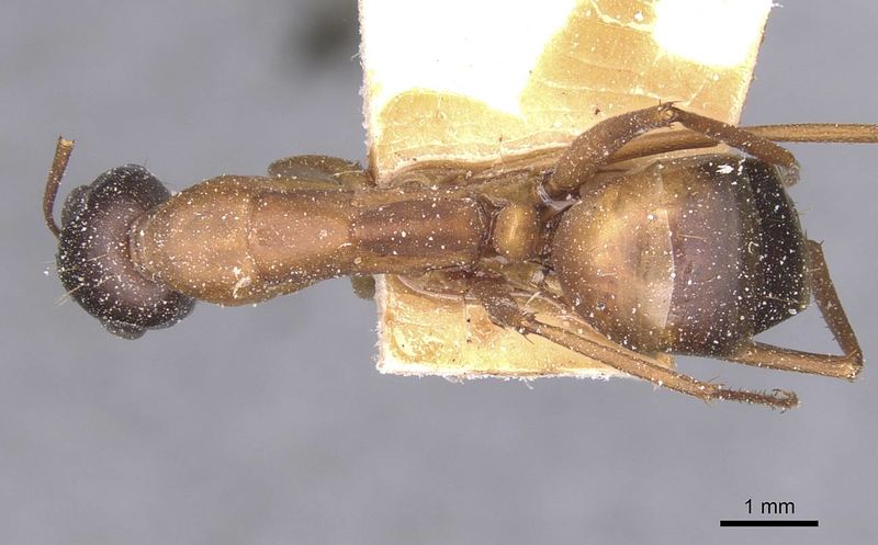 File:Camponotus thoracicus casent0912066 d 1 high.jpg