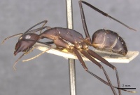 Camponotus varus casent0910076 p 1 high.jpg