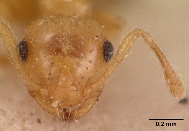 File:Crematogaster madecassa casent0102054 head 2.jpg