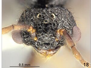 Eguchi et al 2008-3Acanthomyrmex-glabfemoralis male hef.jpg