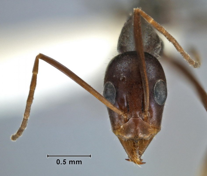 File:Iridomyrmex angusticeps ANIC32-042168 head 40-Antwiki.jpg