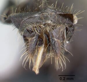 Lasius niger casent0178775 profile 3.jpg