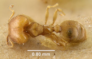 MCZ-ENT00009127 Pheidole lauta had.jpg