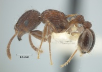 MCZ-ENT00032341 Tetramorium australe hal.jpg