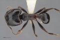 MCZ-ENT00516948 Pheidole sp9 had.jpg