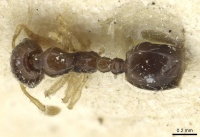 Monomorium strangulatum casent0913856 d 1 high.jpg