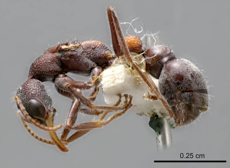 File:Myrmecia dichospila antweb1008209 p 1 high.jpg