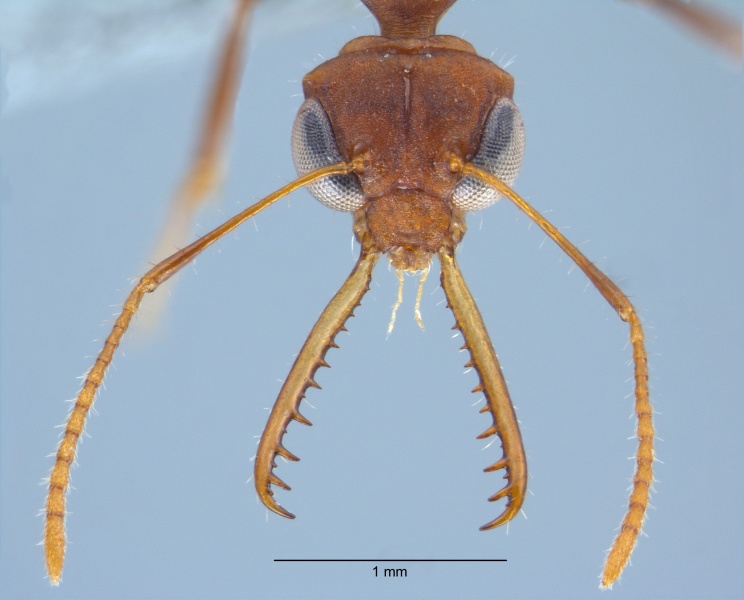 File:Myrmoteras mcartheri head.jpg